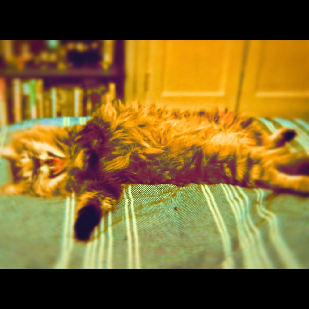 Meet your Posher, Snarf Snarf The Third
